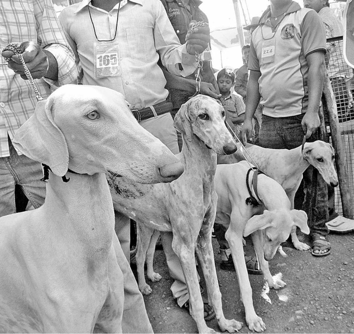 Mudhol store dog rate